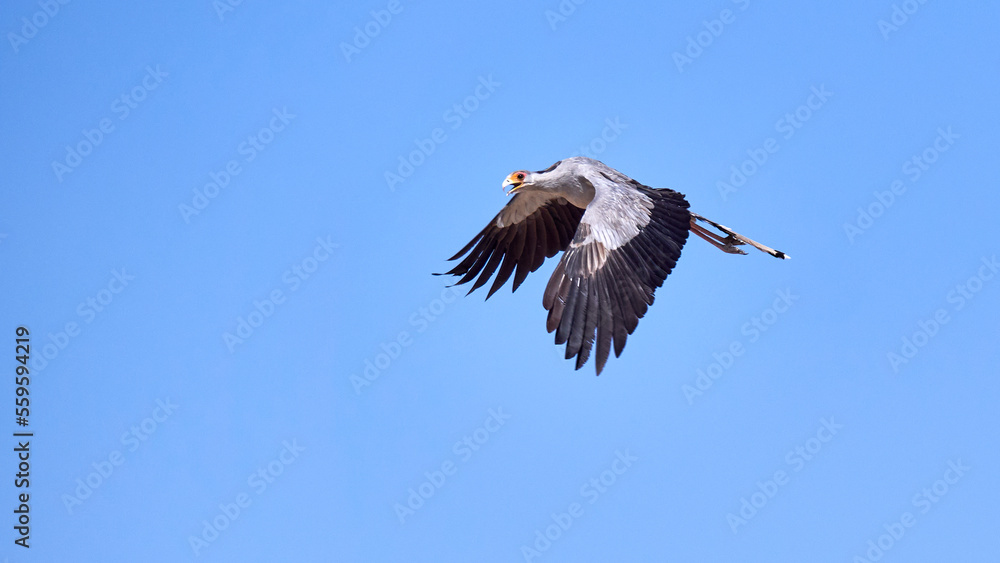 Fototapeta premium Sekretär - Secretarybird
