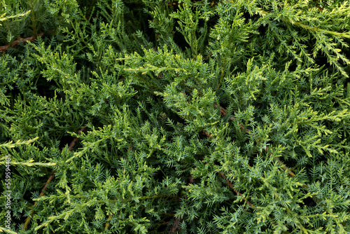 Close-up of Juniperus in the Cypress family  detail of foliage  natural green background.