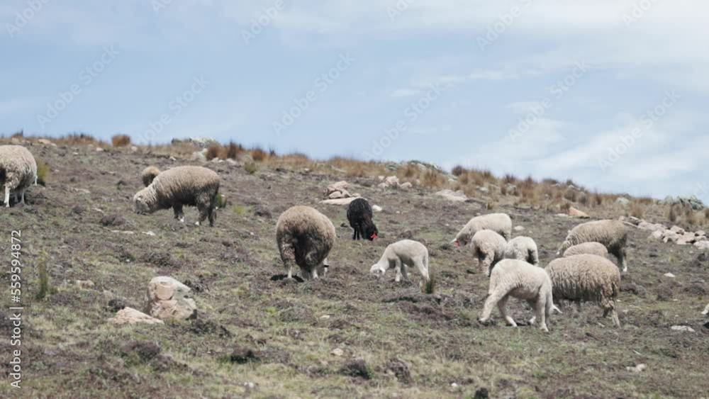 Sheep eating ichu on a mountain in South America. Concept of animal husbandry, landscapes, lifestyle of the Andes (Peru). Sheep eating ichu on a mountain in South America. Concept of animal husbandry, landscapes, lifestyle of the Andes (Peru).