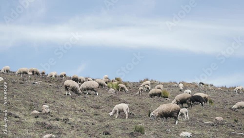 Sheep eating ichu on a mountain in South America. Concept of animal husbandry, landscapes, lifestyle of the Andes (Peru). photo