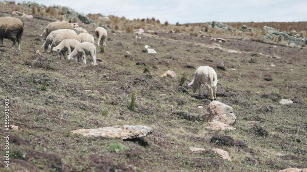 Sheep eating ichu on a mountain in South America. Concept of animal husbandry, landscapes, lifestyle of the Andes (Peru). Sheep eating ichu on a mountain in South America. Concept of animal husbandry, landscapes, lifestyle of the Andes (Peru).