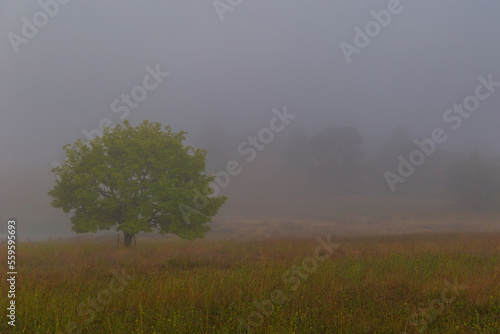 misty morning on the farm