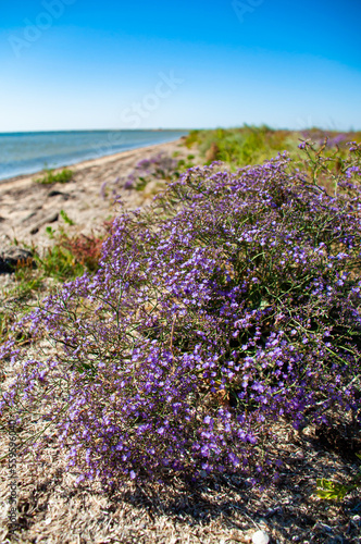 Very small purple flowers on the background of a landscape with a salt lake