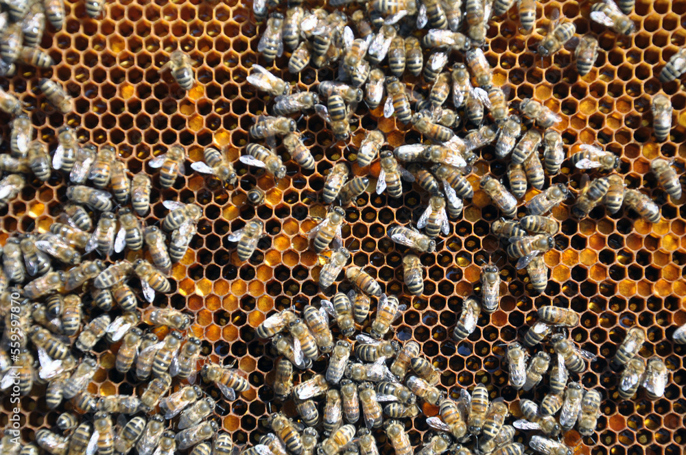 Honey bees on a honeycomb with pollen Honey bees on a honeycomb with pollen