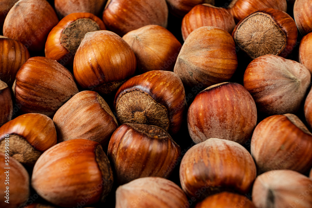 organic hazelnut on the dark background organic hazelnut on the dark background