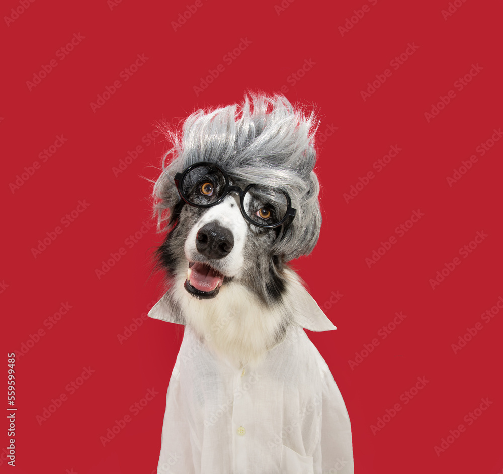 Φωτογραφία Funny border collie dog celebrating carnival, halloween or new year dressed as a wig, glasses and shirt