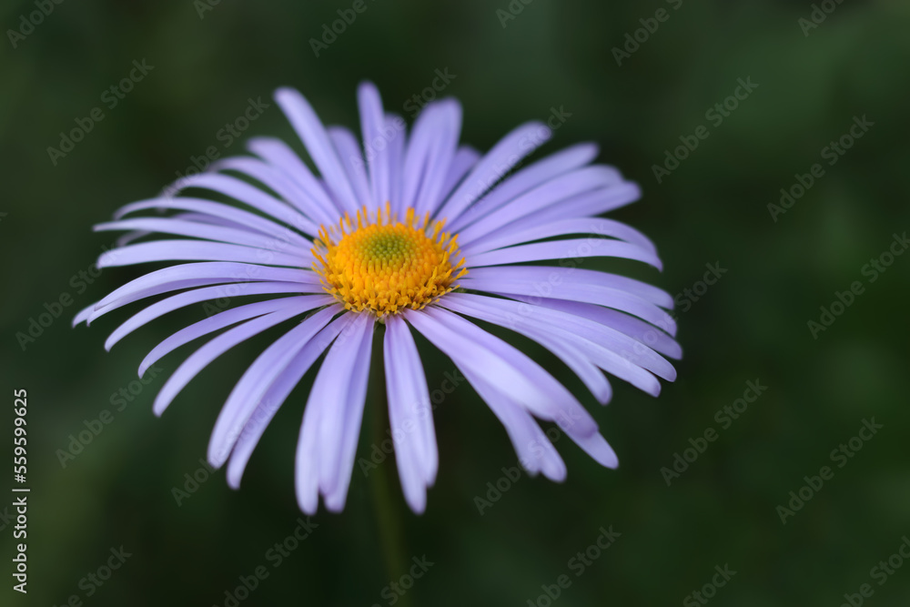 Aster tongolensis beautiful flower with violet purple petals and orange center. Flowering plant in bloom in the garden. Texture background. Aster sericeus. Western aster with green blur background. Aster tongolensis beautiful flower with violet purple petals and orange center. Flowering plant in bloom in the garden. Texture background. Aster sericeus. Western aster with green blur background.
