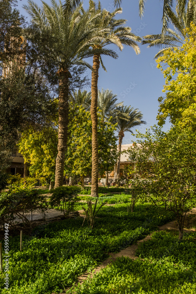 Palm garden at Saint Pishoy (Bishoi) monastery in Wadi El Natrun, Egypt