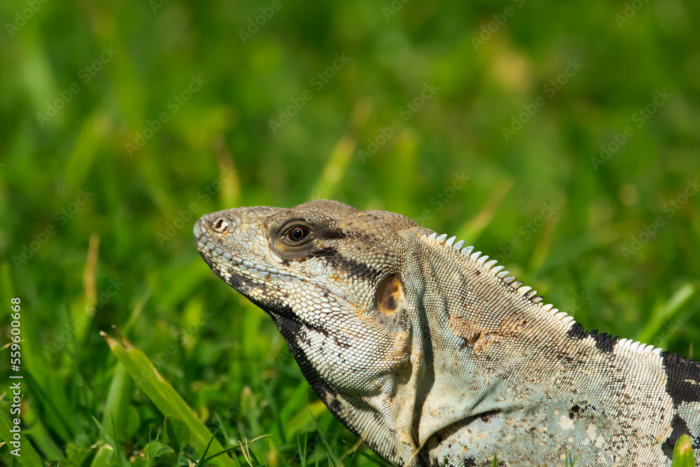 Fototapeta premium Portrait of spiny tailed iguana sitting on a lawn and suntanning.