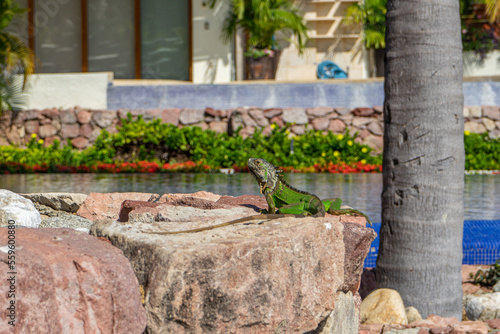 green iguana perched on red rocks by a pool