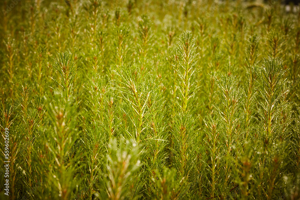 Pine seedlings, ecological renovation Pine seedlings, ecological renovation