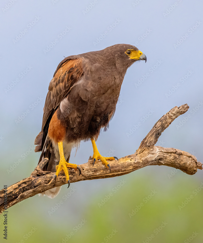 Harris's hawk on perch Harris's hawk on perch