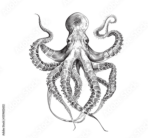 Sea octopus hand drawn sketch Underwater world Vector illustration.
