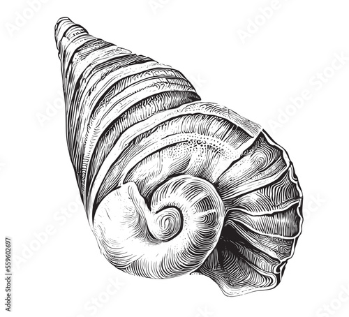 Sea shell hand drawn sketch Underwater world Vector illustration.