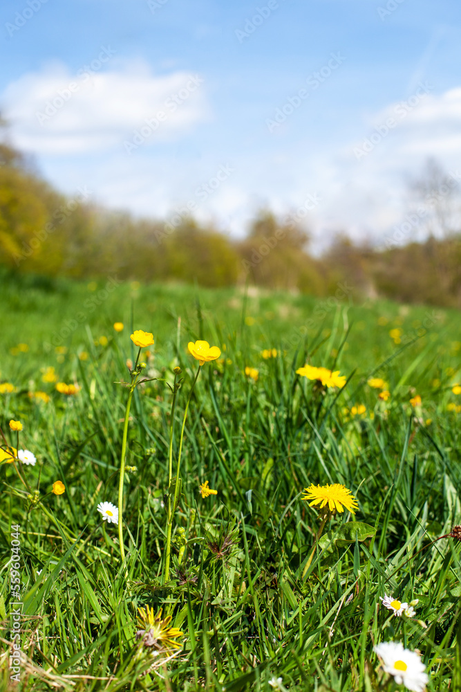 Dandelions bloom on a green meadow