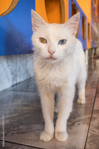 Fotografia Domestic white turkish van cat with different eyes