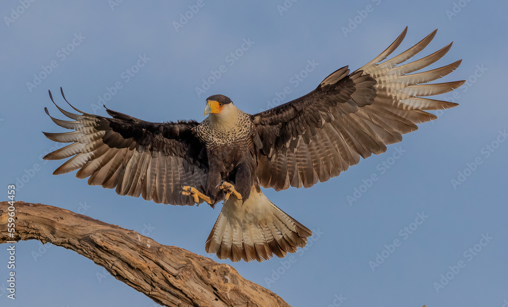 Fototapeta premium Crested Caracara landing on tree limb