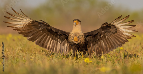 Crested Caracara on ground with wings spread