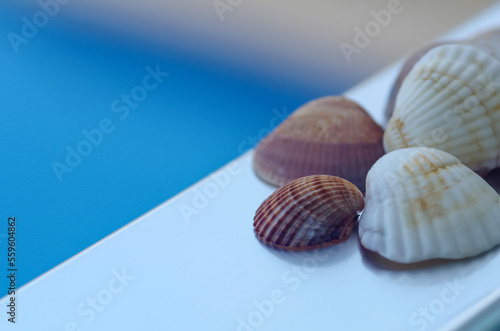 Beautiful seashells lie on the balcony on a blue background. Sea shell background