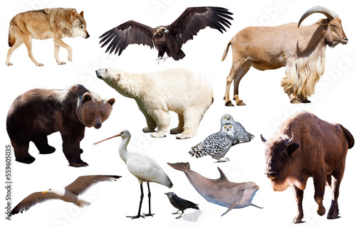 Set of bear and other european animals. Isolated on white background with shade