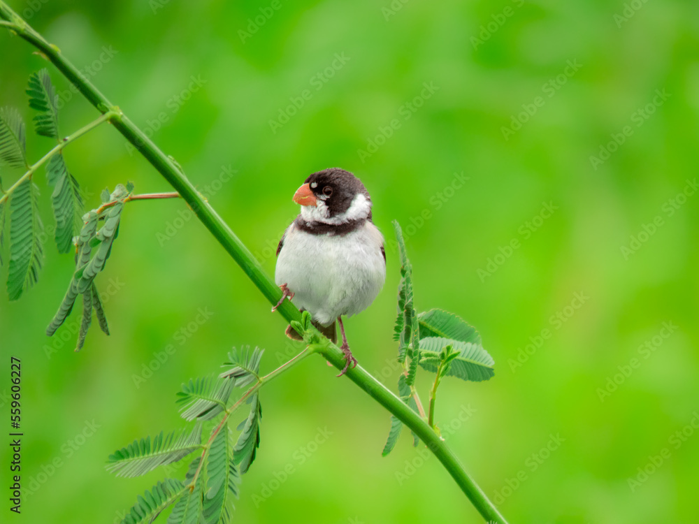 Obraz premium seedeater bird perched on a vine with green background
