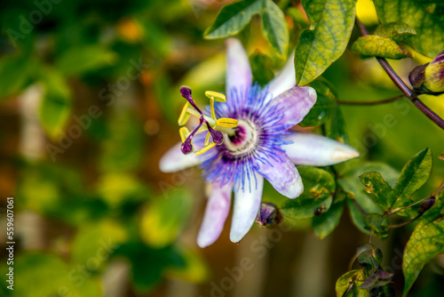 Beautiful blossom of passionflower photo