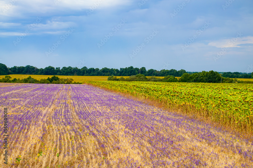 Field with sunflowers, blue flowers and fermented wheat