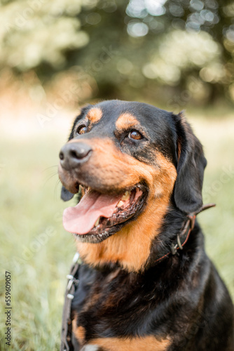 portrait of a dog