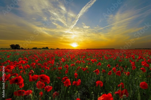 field of poppies