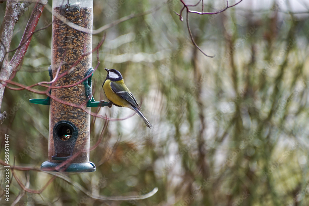 Naklejka premium great spotted woodpecker