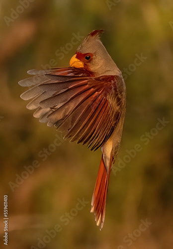 Pyrrhuloxia in flight photo