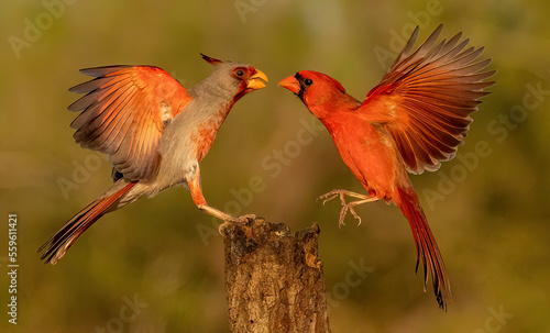 Pyrrhuloxia and Northern Cardinal flying to tree stump photo