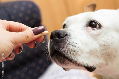 Owner giving medicine pill to his sick dog. Vitamins for happiness pets