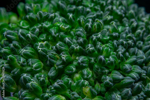 Closeup of a broccoli photo