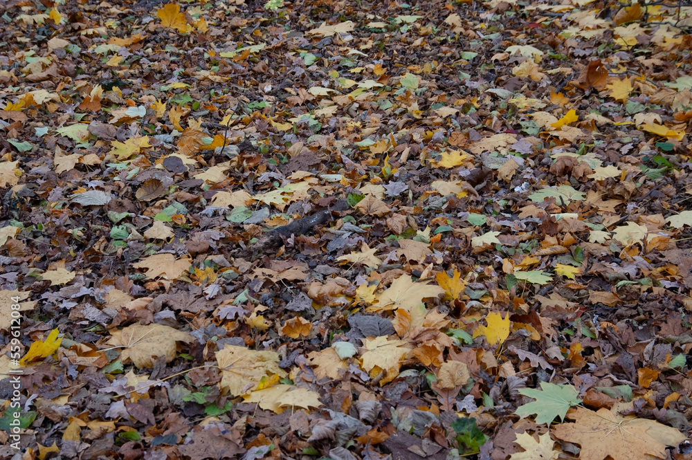 Autumn background: the ground is covered with fallen autumn leaves Autumn background: the ground is covered with fallen autumn leaves