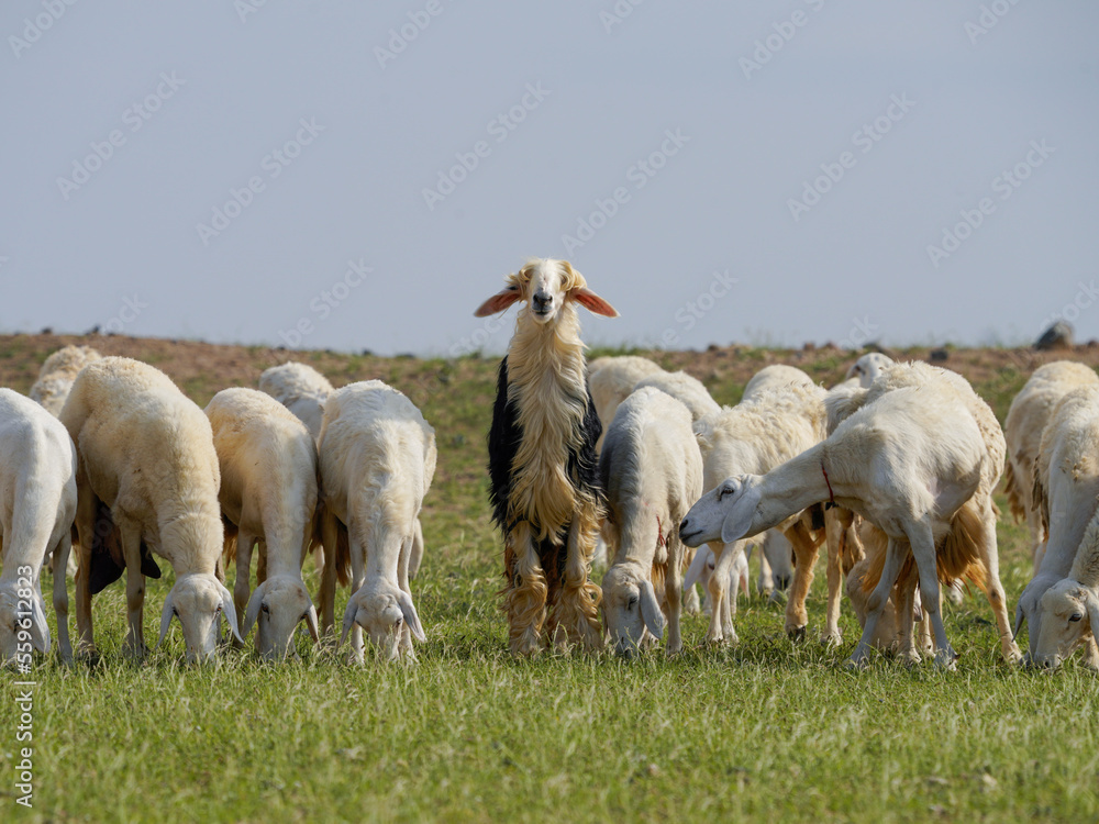 Fototapeta premium saudi arabian goat farming in winter