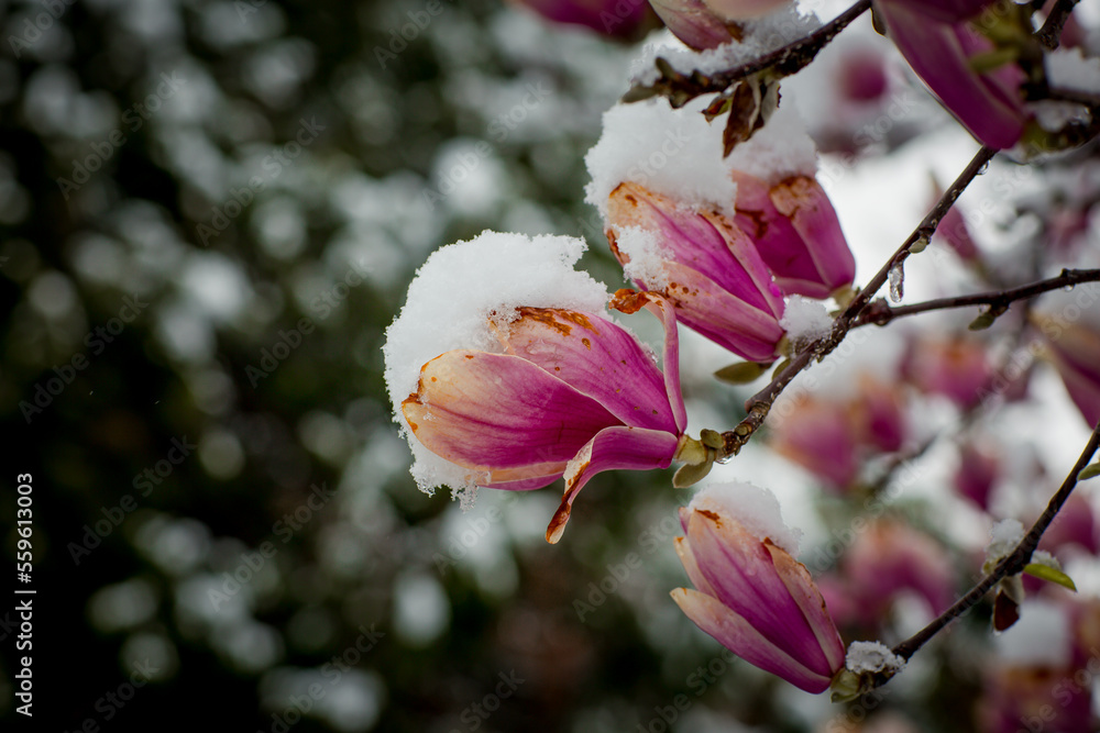 a rare flower of magnolia sulanja, under the spring snow,spoiled a rare flower of magnolia sulanja, under the spring snow,spoiled