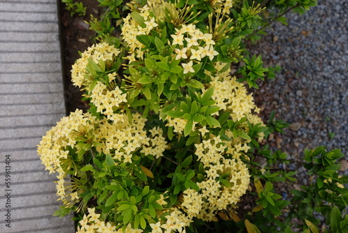 Yellow asoka flowers that thrive.