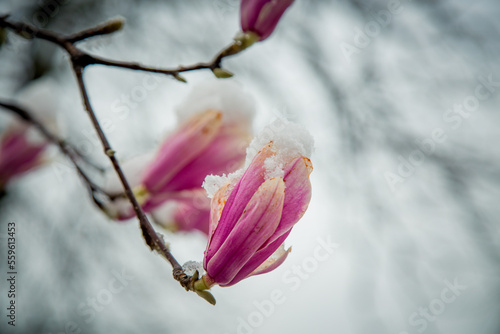 a rare flower of magnolia sulanja, under the spring snow,spoiled © khanfus