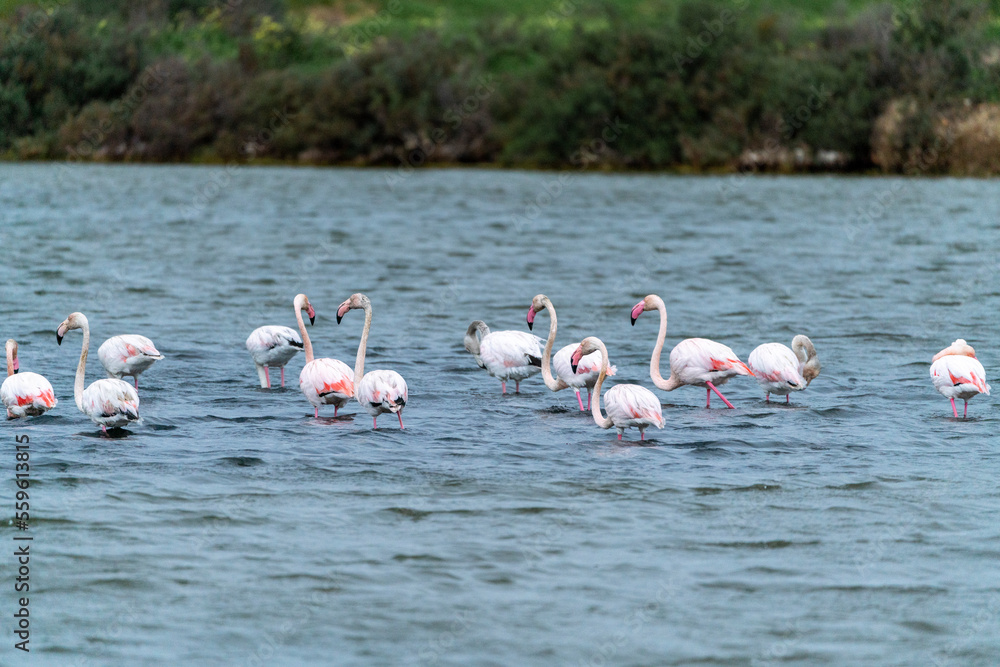 Group of flamingo's swimming algarve Portugal