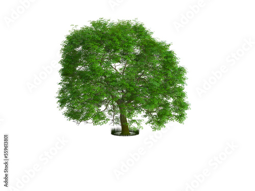 Elm tree isolated on transparent background, 3d rendering 