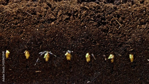 Small fresh wheat grains take root underground and a green stem slowly appears in time lapse. Growing grains and cereals in ground side view. Theme of agriculture cultivation of cereals and vegetables