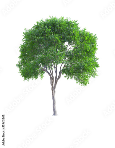 Eucalyptus tree isolated on transparent background  3d rendering