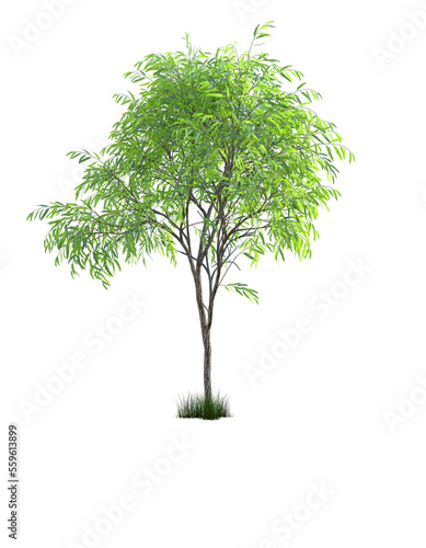 Eucalyptus tree isolated on transparent background  3d rendering