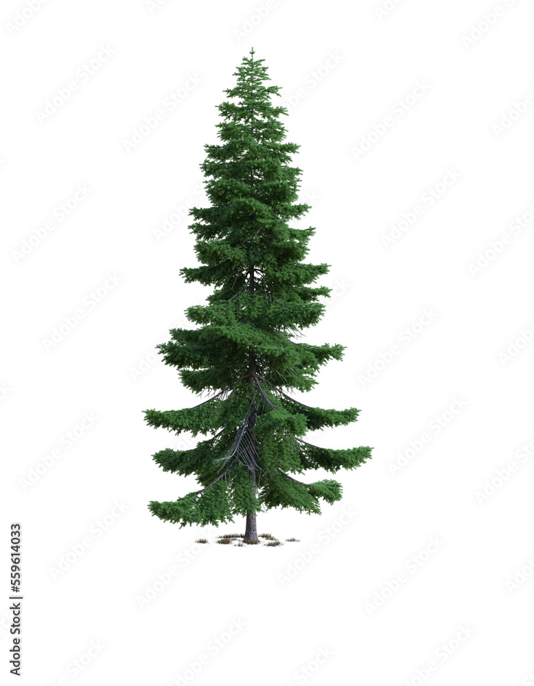 Spruce tree on the transparent background, 3d rendering