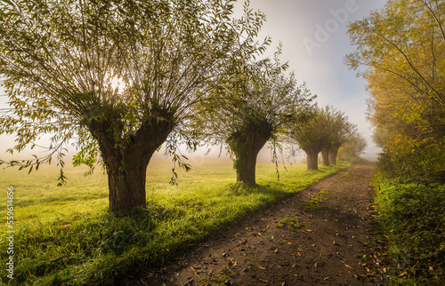 Piekary, poranna mgła, drzewa, wierzby © photogam