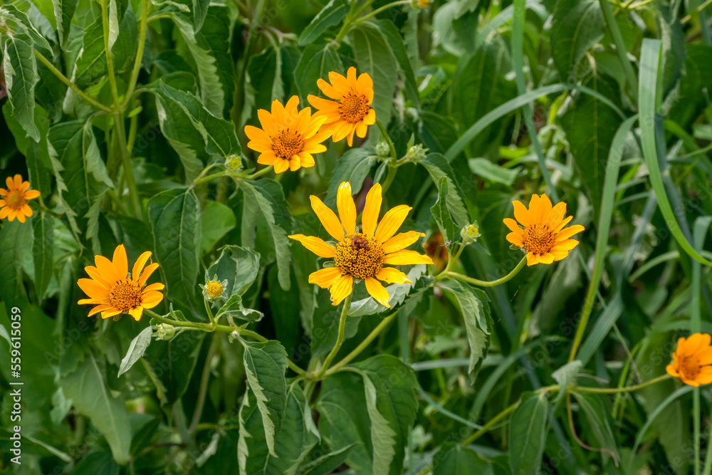 Hairy Sunflower Growing In The Garden In Summer Hairy Sunflower Growing In The Garden In Summer