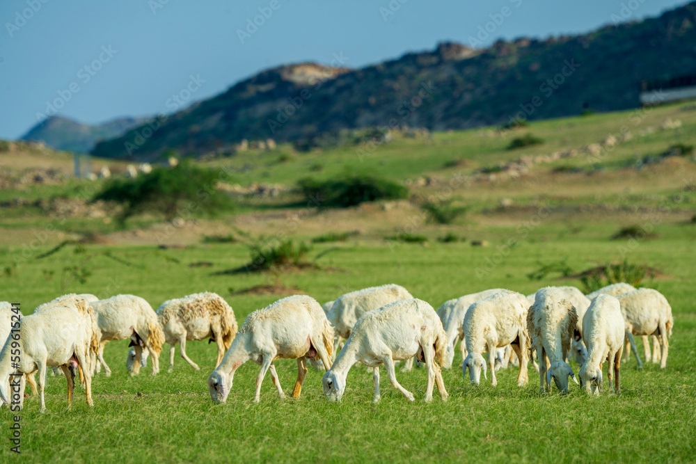 saudi arabian goat farming in winter