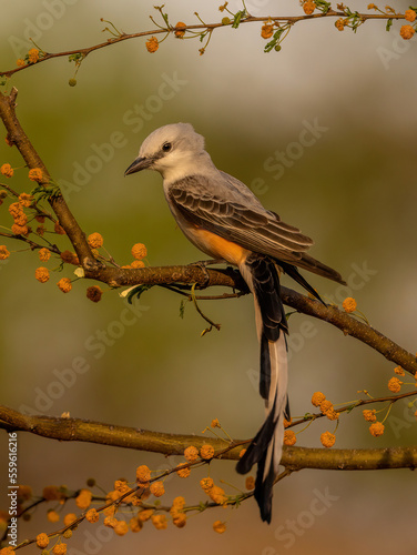 Scissor Tailed Flycatcher on perch photo