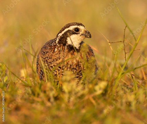 Northern Bobwhite Quail in grass